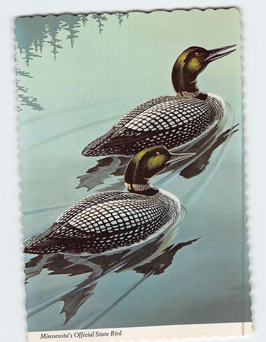 Postcard the loon official - postcard,
