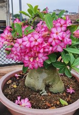Adenium Arabicum Desert Rose |