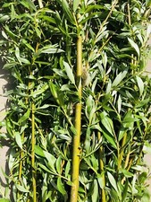 40x 30cm Living Willow Cuttings - Cut Fresh to Order. Fast growing.
