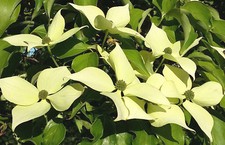 CORNUS CAPITATA, Himalayan Dogwood, evergreen, flowering shrub, edible, 15-20cm