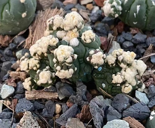 Rare plant cacti - rare,