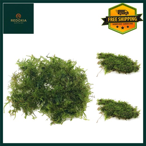 Grams christmas moss - christmas,