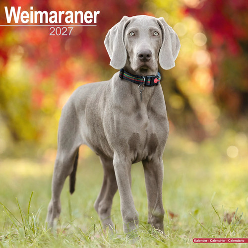 Weimaraner 2027 calendar dog - weimaraner,