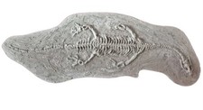 Replica Plesiosaur Dinosaur