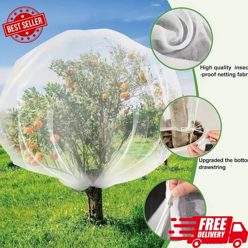 Large fruit tree - fruit,