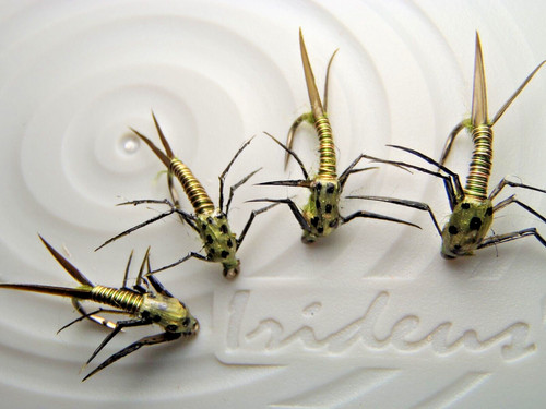Irideus epoxy stone - , creeper