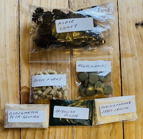 Shrimp food sample - food,