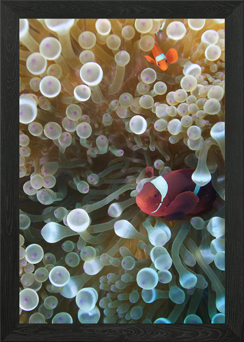 Anemone with clownfish - 2,