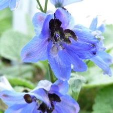 Delphinium Blue Jay 1 Litre