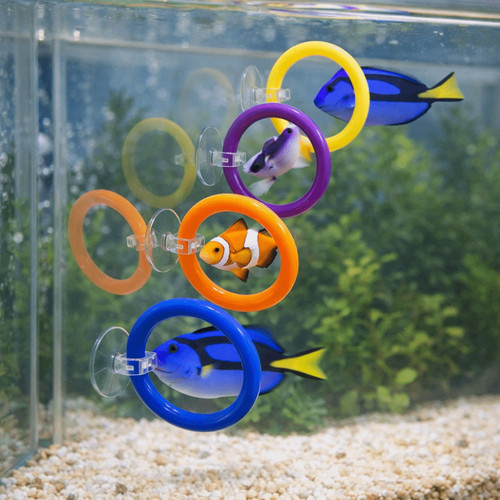 4pcs pet fish - fish, training