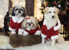 Puppia Santa Coat /Christmas