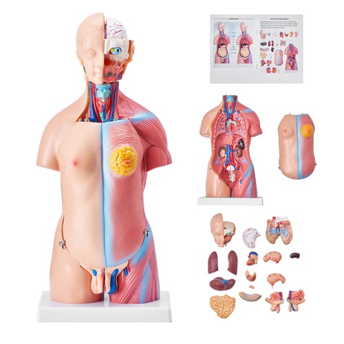 Vevor anatomical human - anatomical, torso