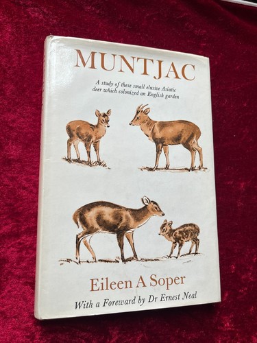 1969 1st muntjac study of - 1969, a
