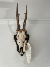 Antlers of a Roe Deer 062