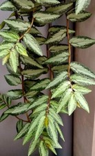 Pellionia repens. Beautifully