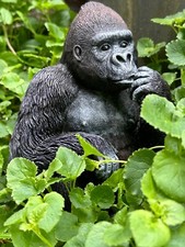 Silverback Gorilla Interior