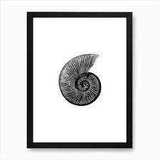 Nautilus Shell Art Print