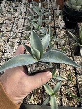 Agave Ovatifolia Whale's