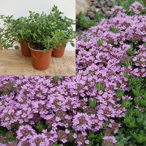 Creeping thyme thymus - creeping,