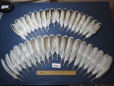 38 Pcs Natural Turkey Wing