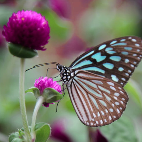 Gomphrena globosa globe - globosa, (globe