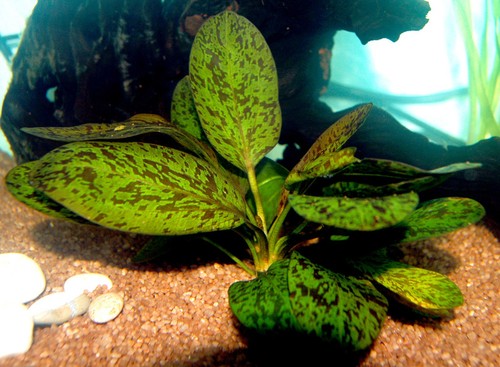 Amazon sword tropical - amazon,