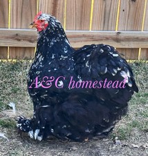 10 Hatching Large Fowl Cochin