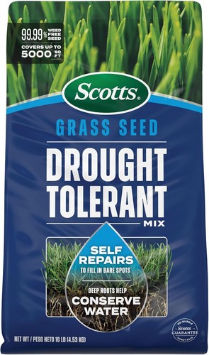 Grass seed drought - seed, tolerant