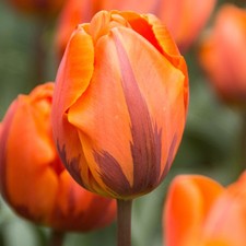 Tulip Prinses Irene Flower