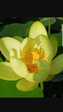 20 American Lotus seeds for