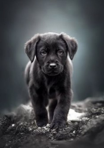 Black labrador cross - black,