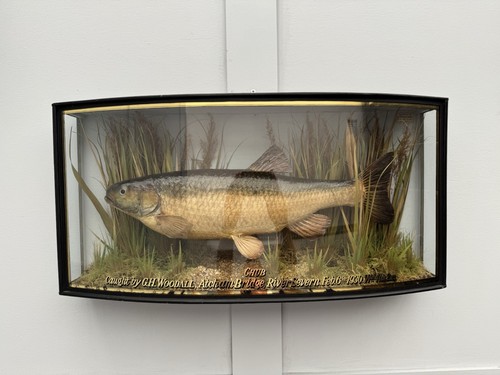 Antique taxidermy cased fish - antique,