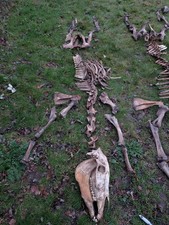 British Feral Horse Skeleton