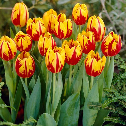 Tulips micky mouse - 12,
