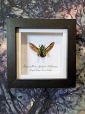 Purple Stripe Fruit Beetle