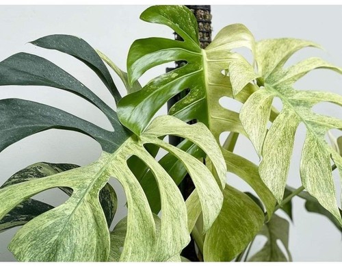 Monstera deliciosa mint - deliciosa, [mint]