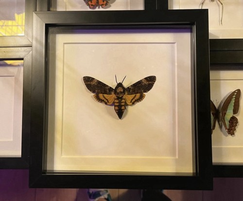 Real death head hawk moth - real,