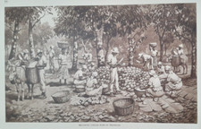 COCOA HARVEST TRINIDAD POSTER Vintage 1920s 30s Retro Children's School Poster