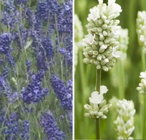Lavender fragrant garden - lavender,