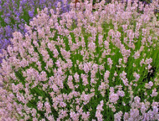 LAVENDER SEEDS UNUSUAL PINK FLOWERS FRAGRANT PERENNIAL BUSH