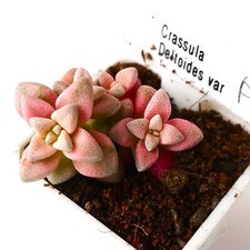 Exact Plant -Crassula