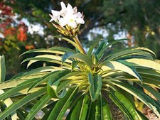 Pachypodium Lamerei
