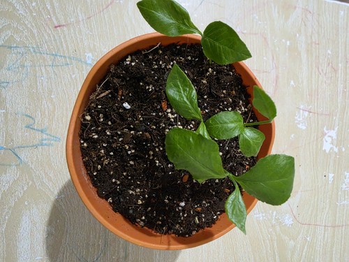 Bilva patra vilvam baby - bilva, 4