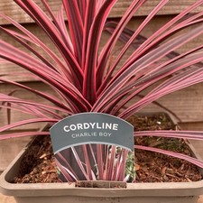 Cordyline Charlie Boy | 5
