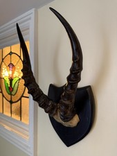 Taxidermy blesbok antelope - blesbok,