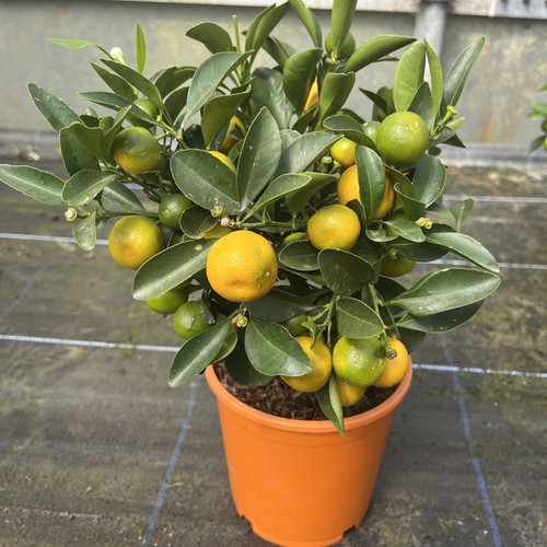 Citrus orange calamondin - citrus,