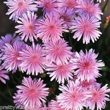 Pink Dandelion - Crepis Rubra - showy, low-maintenance annual 900 Seeds -