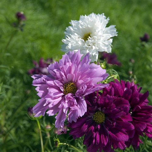 Cosmos double click mix - cosmos, summer