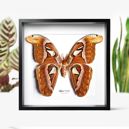 Atlas moth butterfly insect - moth,