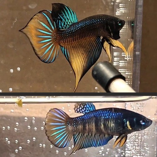 Rare wild betta splenden - wild,